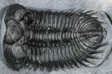 Bug-Eyed Coltraneia Trilobite Fossil - Ofaten, Morocco #354444-1
